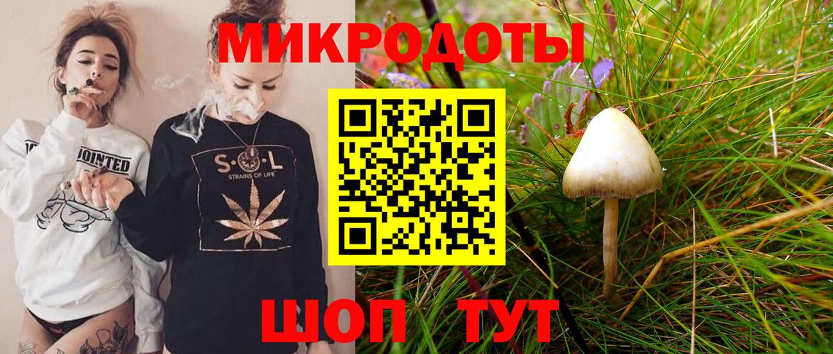 Псилоцибиновые грибы Psilocybe Черняховск